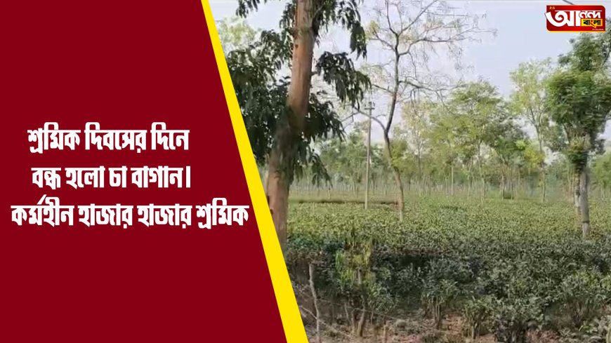 শ্রমিক দিবসের দিনে বন্ধ হলো চা বাগান। কর্মহীন হাজার হাজার শ্রমিক